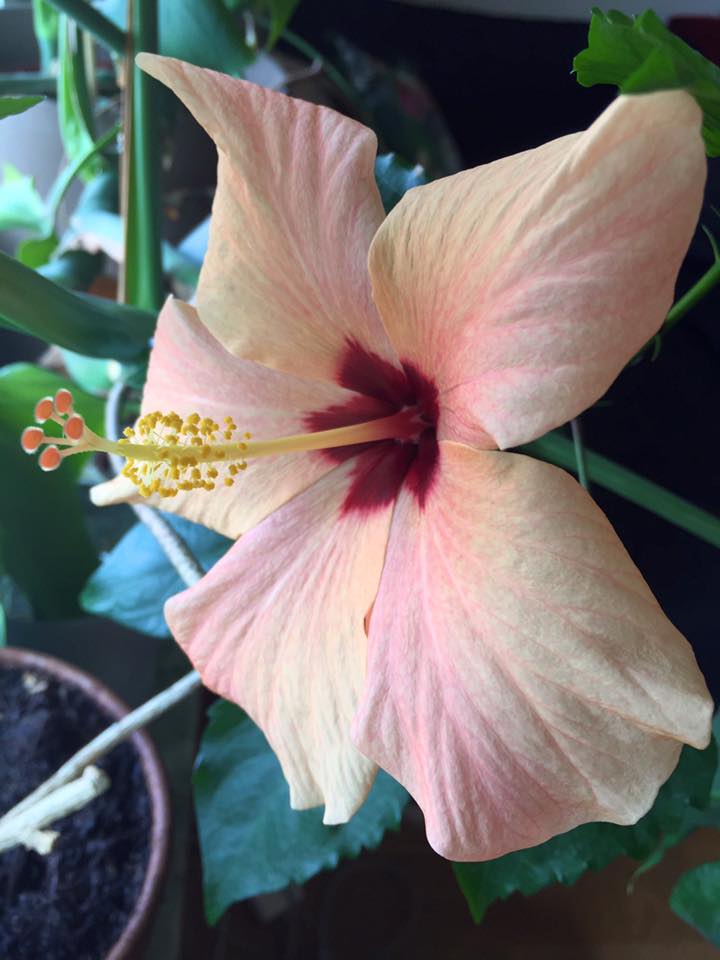 Morfars blomma