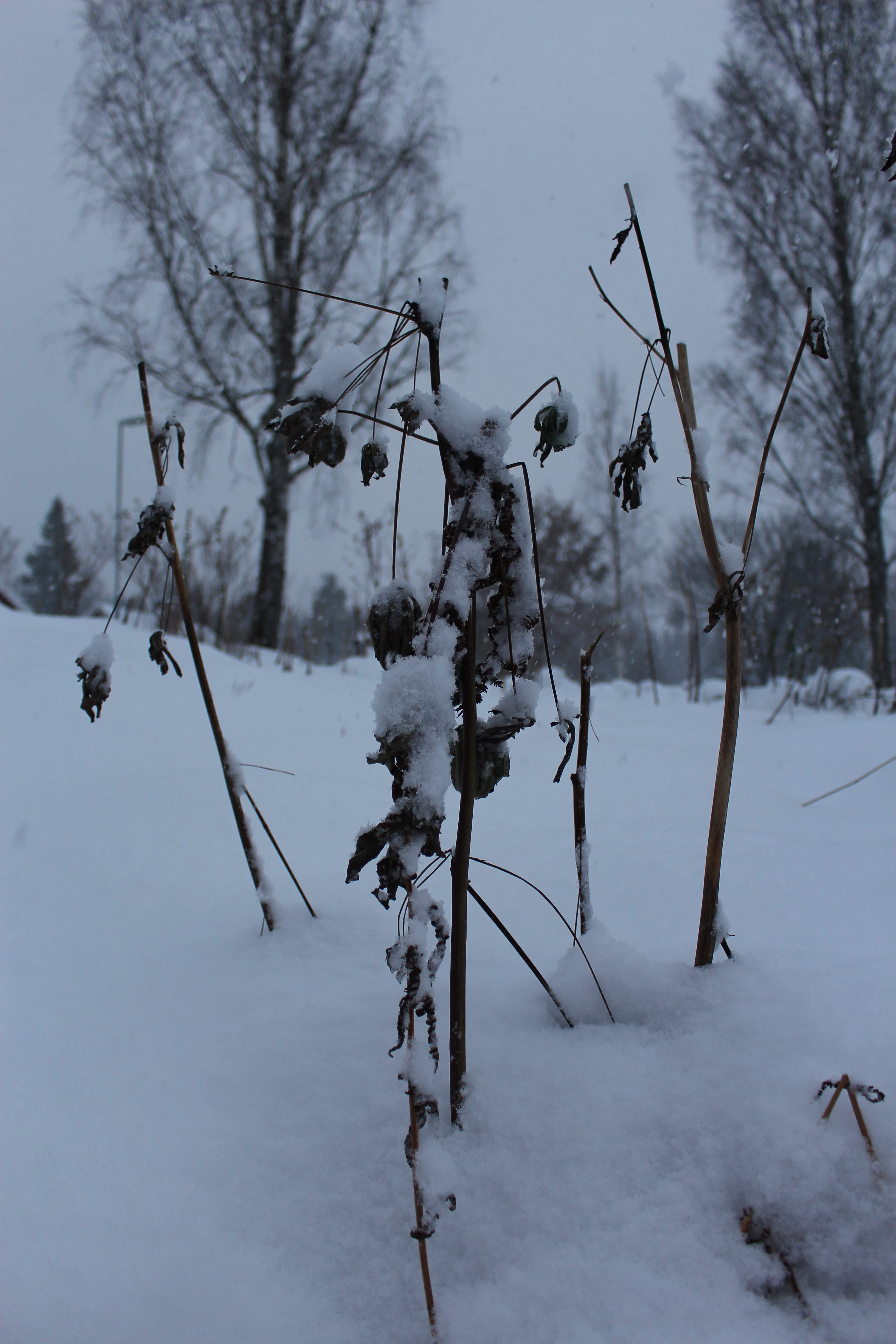 Vissna och brutna grenar i snön